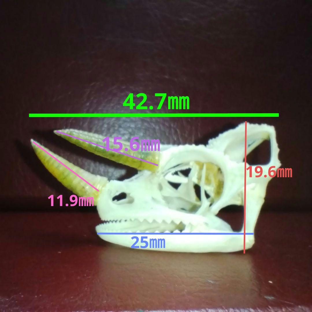 ✔ジャクソン カメレオン 幼体 骨格標本 頭蓋骨 頭骨 標本 インテリア