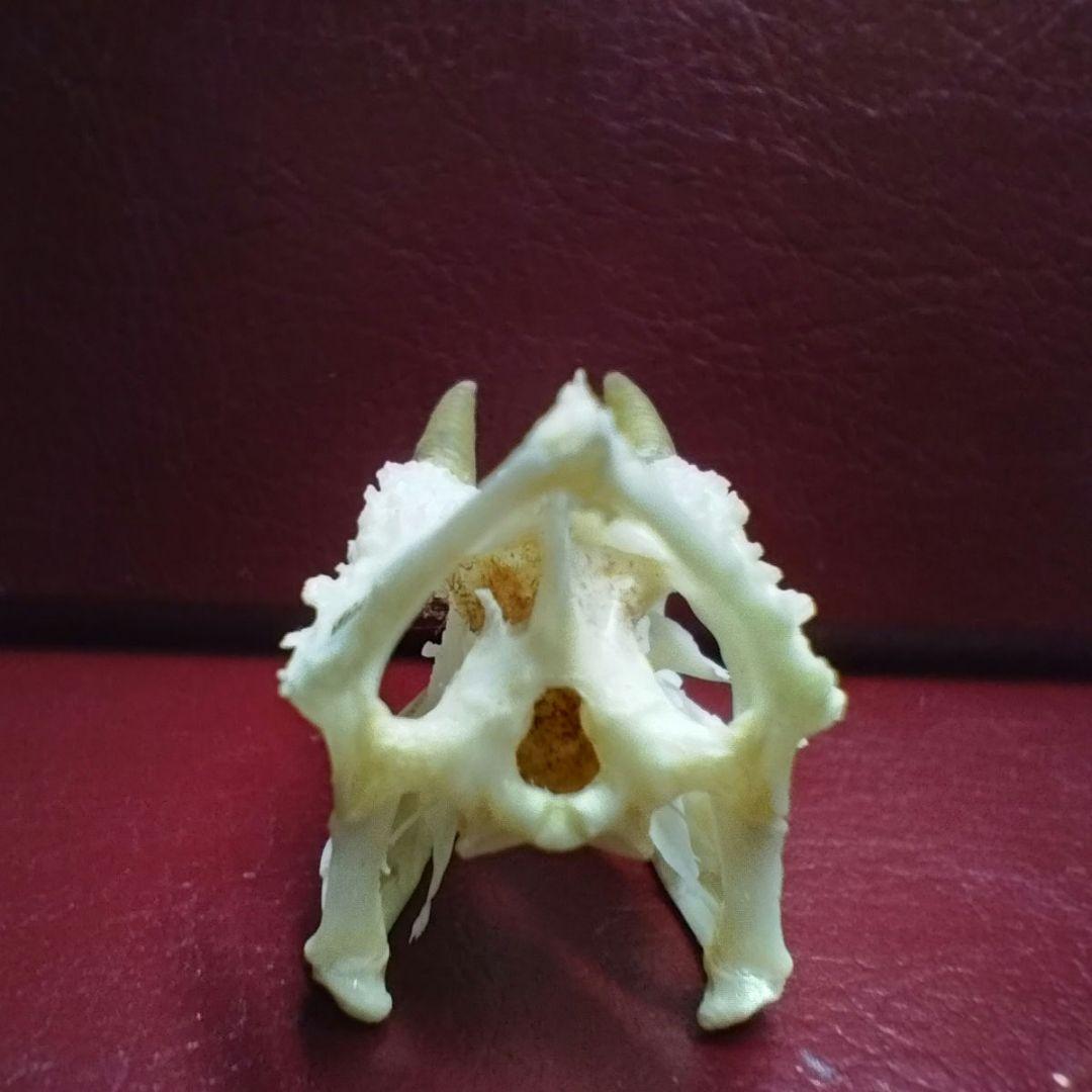 ✔ジャクソン カメレオン 幼体 骨格標本 頭蓋骨 頭骨 標本 インテリア