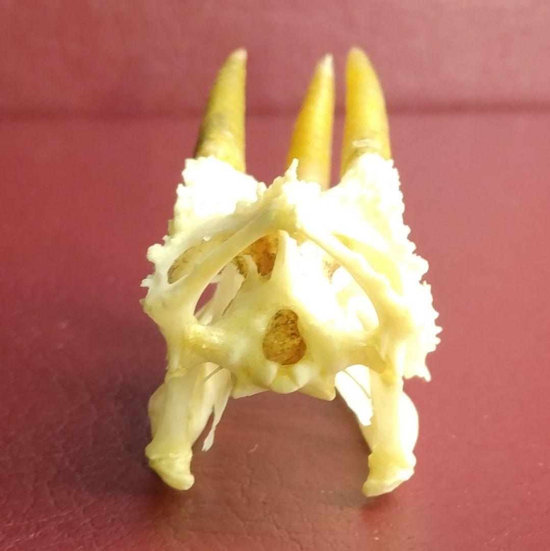 ✔ジャクソン カメレオン 幼体 骨格標本 頭蓋骨 頭骨 標本 インテリア