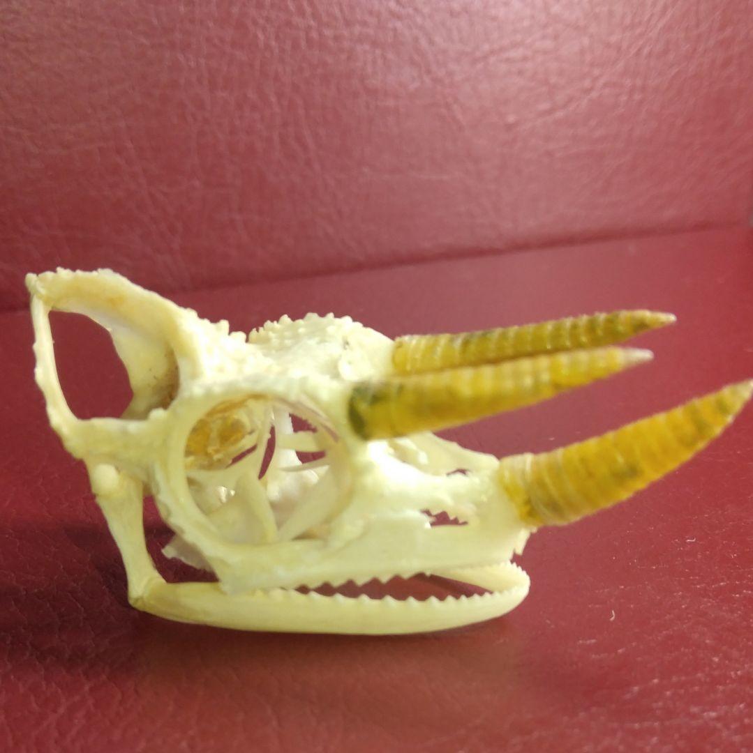 ✔ジャクソン カメレオン 幼体 骨格標本 頭蓋骨 頭骨 標本 インテリア