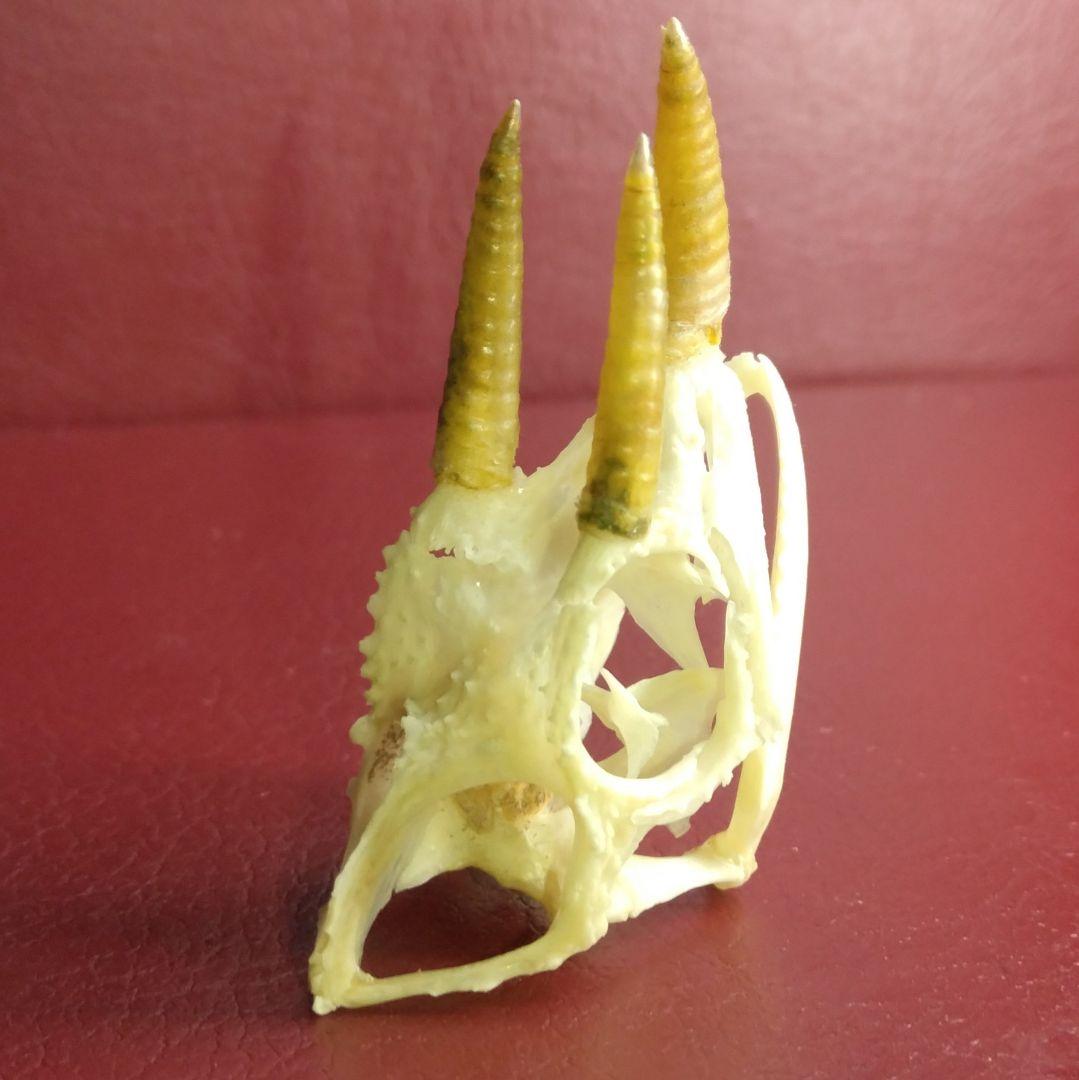 ✔ジャクソン カメレオン 幼体 骨格標本 頭蓋骨 頭骨 標本 インテリア