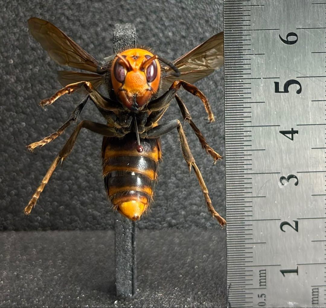 オオスズメバチ　女王蜂　立体標本 4.6cm超　特大サイズ