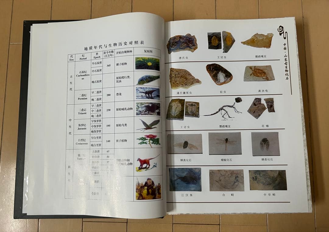 三葉虫化石　山東省