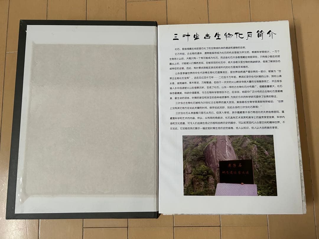 三葉虫化石　山東省