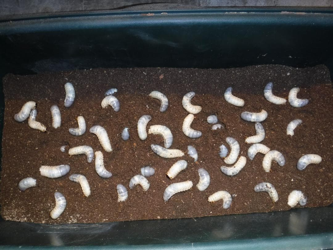 カブト虫マット１：発酵熟成竹：成虫・幼虫・産卵育成用：３００ℓ