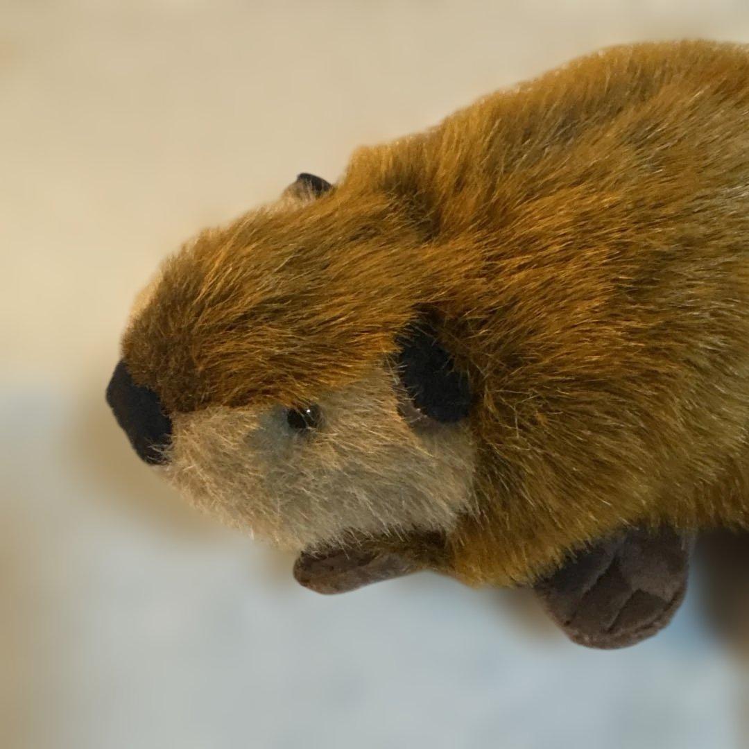 SUPER BEAVER スーパービーバーちゃん