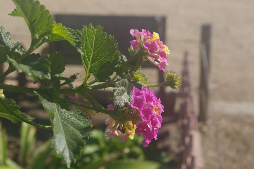 PENTAX K-x デジタル一眼レフカメラ レッド iPhone転送✨完動品✨