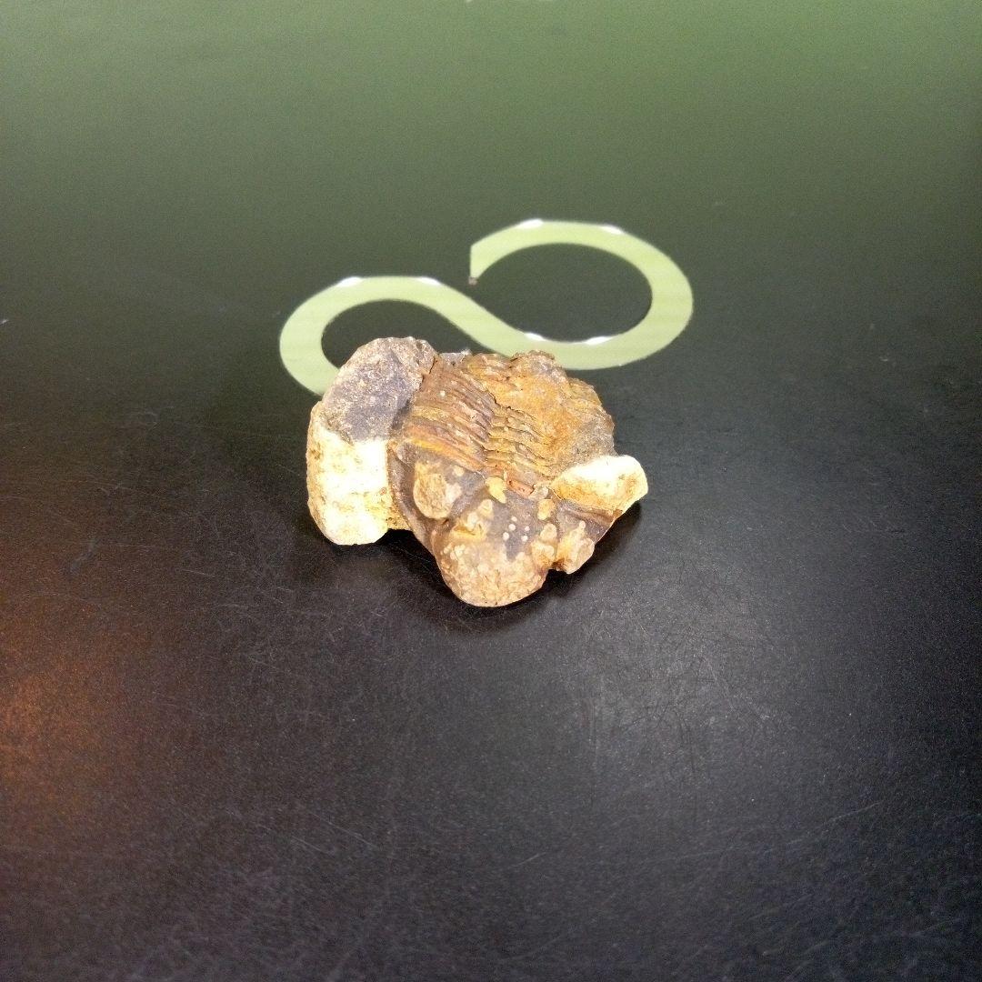 三葉虫　化石　fossil　海　ボリビア産　trilobite　海生動物網⑨