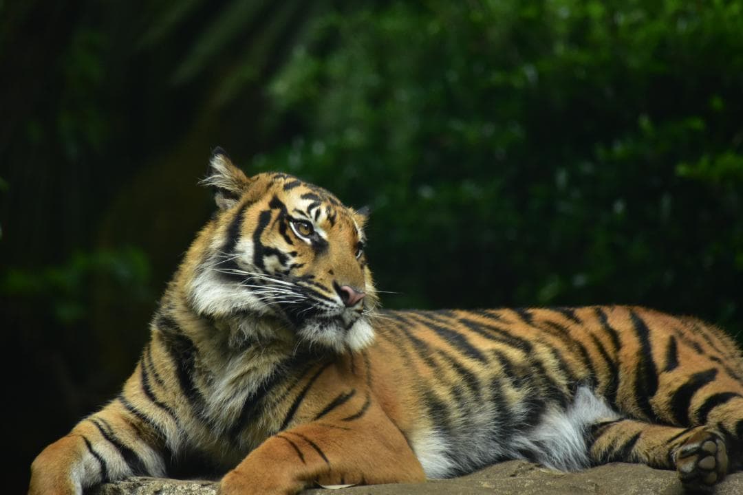 作例ありNikon ED AF 70-300mm f/4-5.6D ズームレンズ