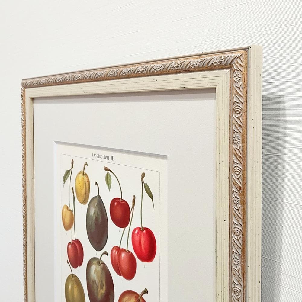 果物の図版　アンティーク　1907年　ドイツ　マイヤー百科事典　リトグラフ　版画