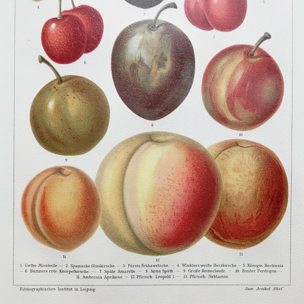 果物の図版　アンティーク　1907年　ドイツ　マイヤー百科事典　リトグラフ　版画