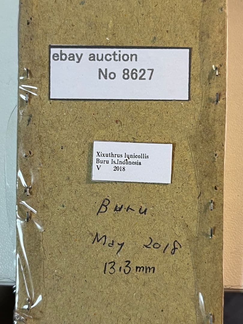 【極太珍々】スジバネトゲフチオオウスバカミキリムシの幼虫 特大