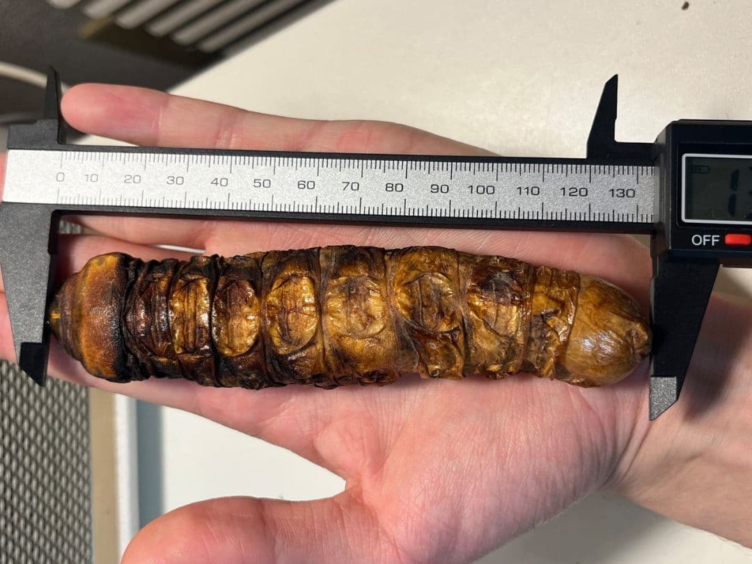 【極太珍々】スジバネトゲフチオオウスバカミキリムシの幼虫 特大