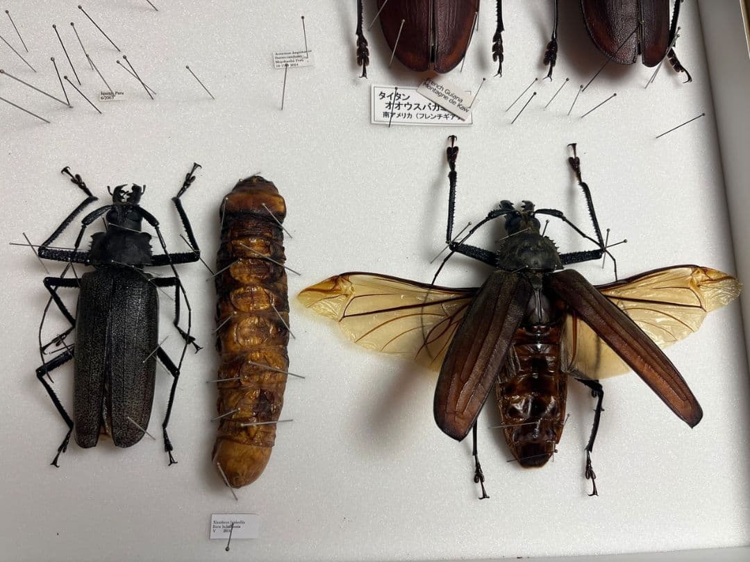 【極太珍々】スジバネトゲフチオオウスバカミキリムシの幼虫 特大