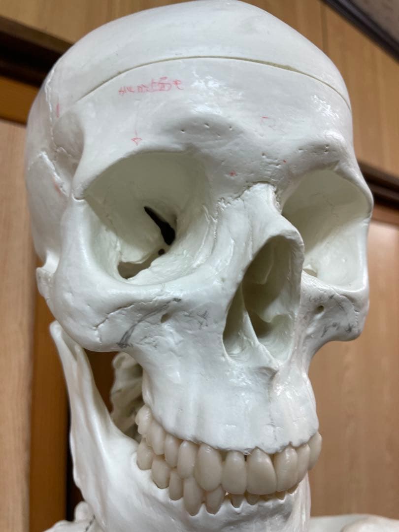 3B Scientific 人体骨格模型 直立型スタンド仕様