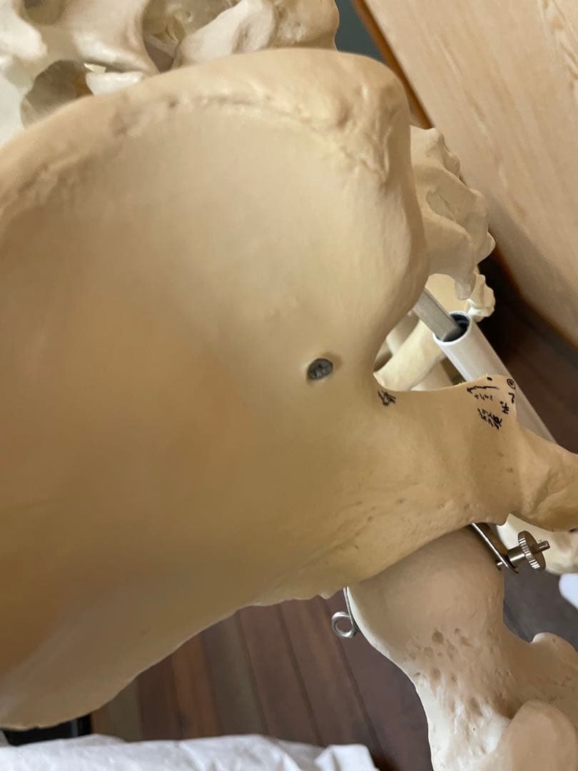 3B Scientific 人体骨格模型 直立型スタンド仕様