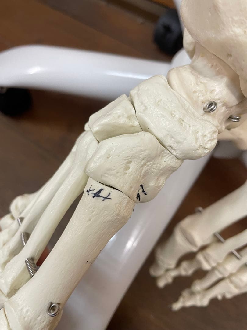 3B Scientific 人体骨格模型 直立型スタンド仕様