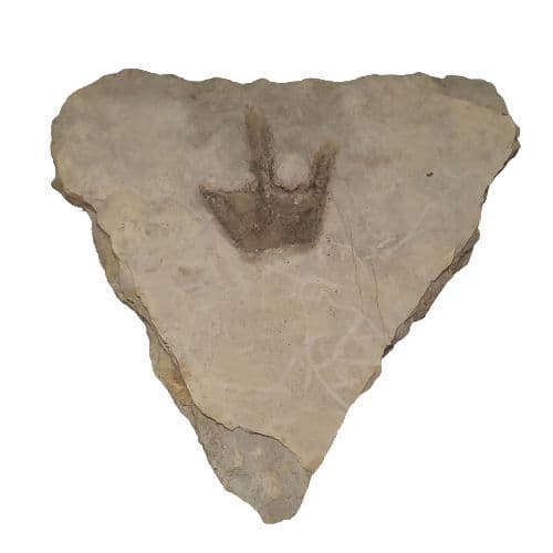 再開予定　準備中さま　希少 グラレーター 恐竜 足跡 270mm fr60