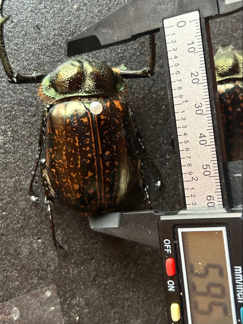 ゲストロテナガコガネ メス　オス　2匹セット