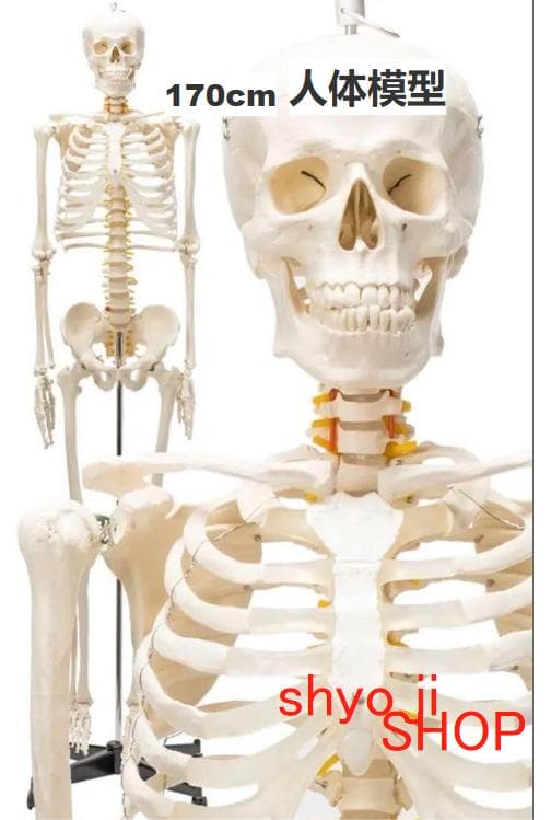 R1743等身大 人体模型 170cm神経根有り全身骨格模型 骨格標本 骸骨模型