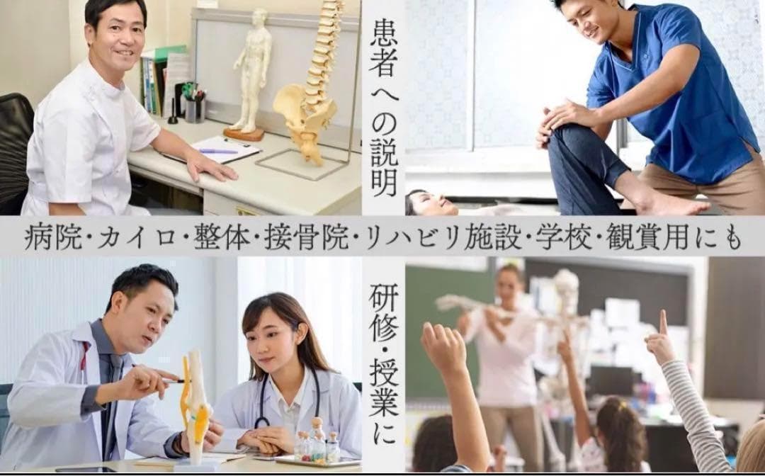 R1743等身大 人体模型 170cm神経根有り全身骨格模型 骨格標本 骸骨模型