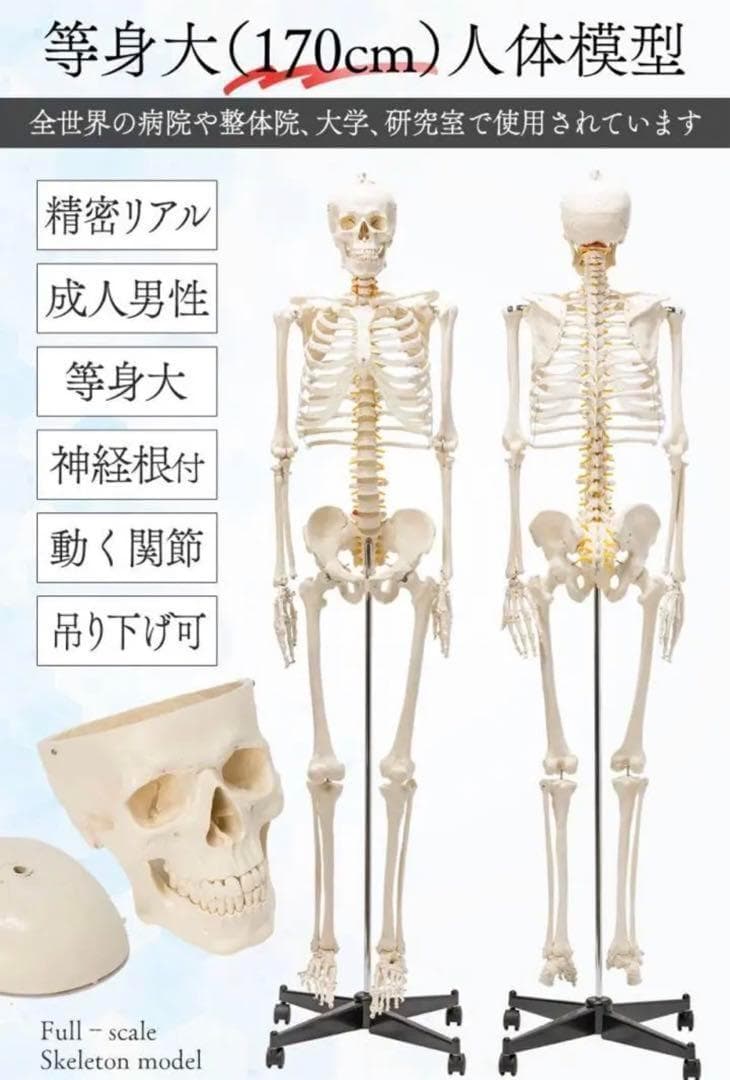 R1743等身大 人体模型 170cm神経根有り全身骨格模型 骨格標本 骸骨模型