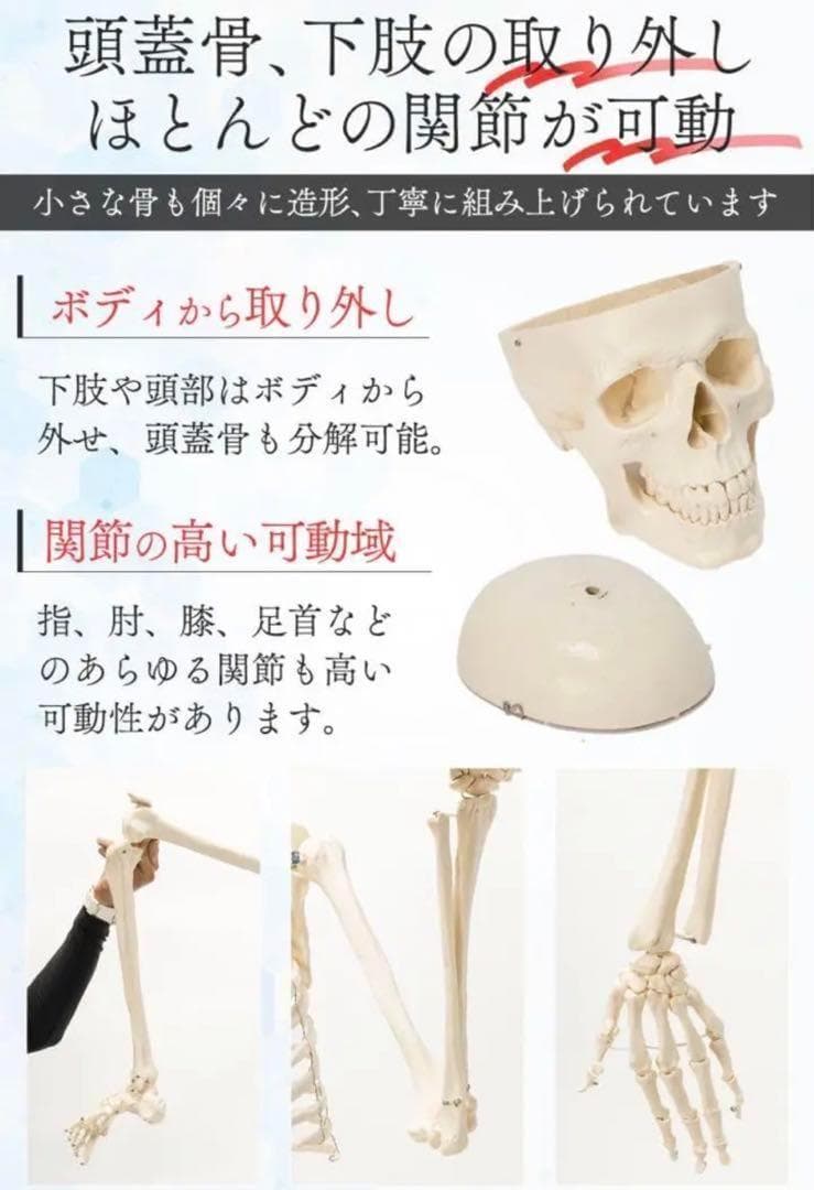 R1743等身大 人体模型 170cm神経根有り全身骨格模型 骨格標本 骸骨模型