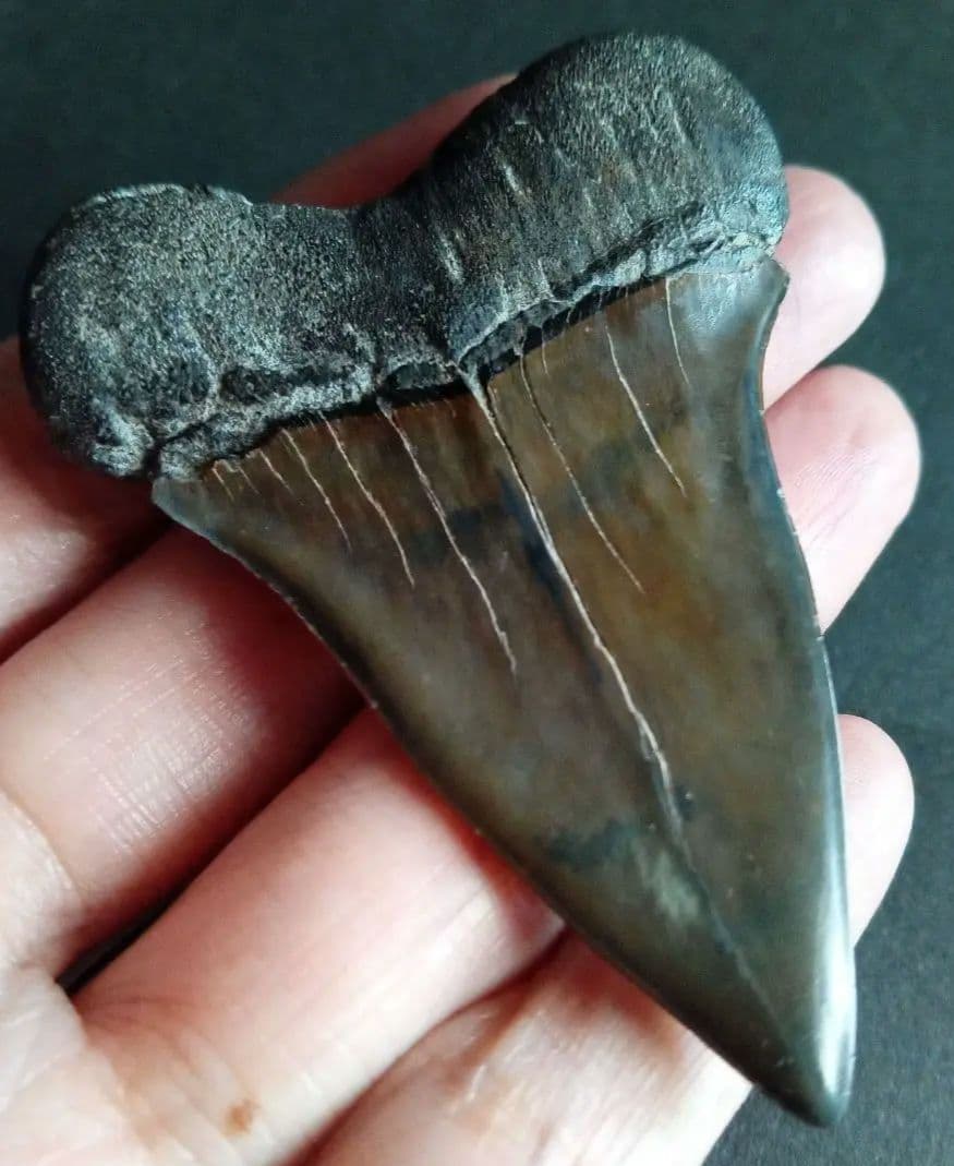 サメの歯　ホホジロザメ　絶滅種　特大　完全体　極美麗　６５mm