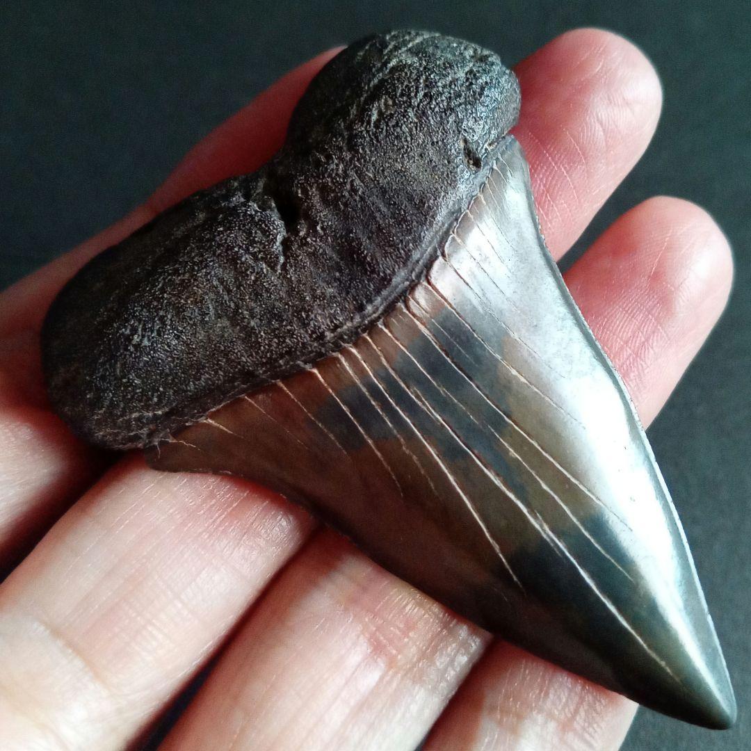 サメの歯　ホホジロザメ　絶滅種　特大　完全体　極美麗　６５mm