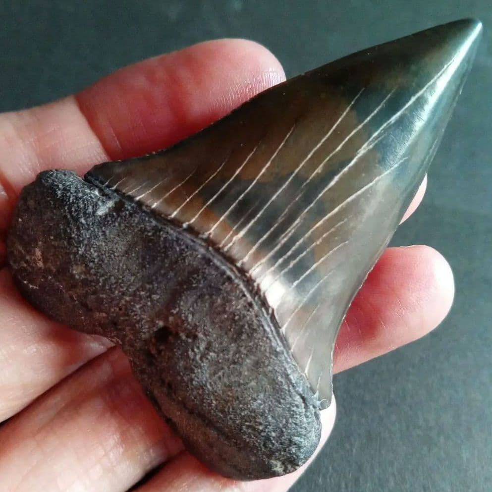 サメの歯　ホホジロザメ　絶滅種　特大　完全体　極美麗　６５mm