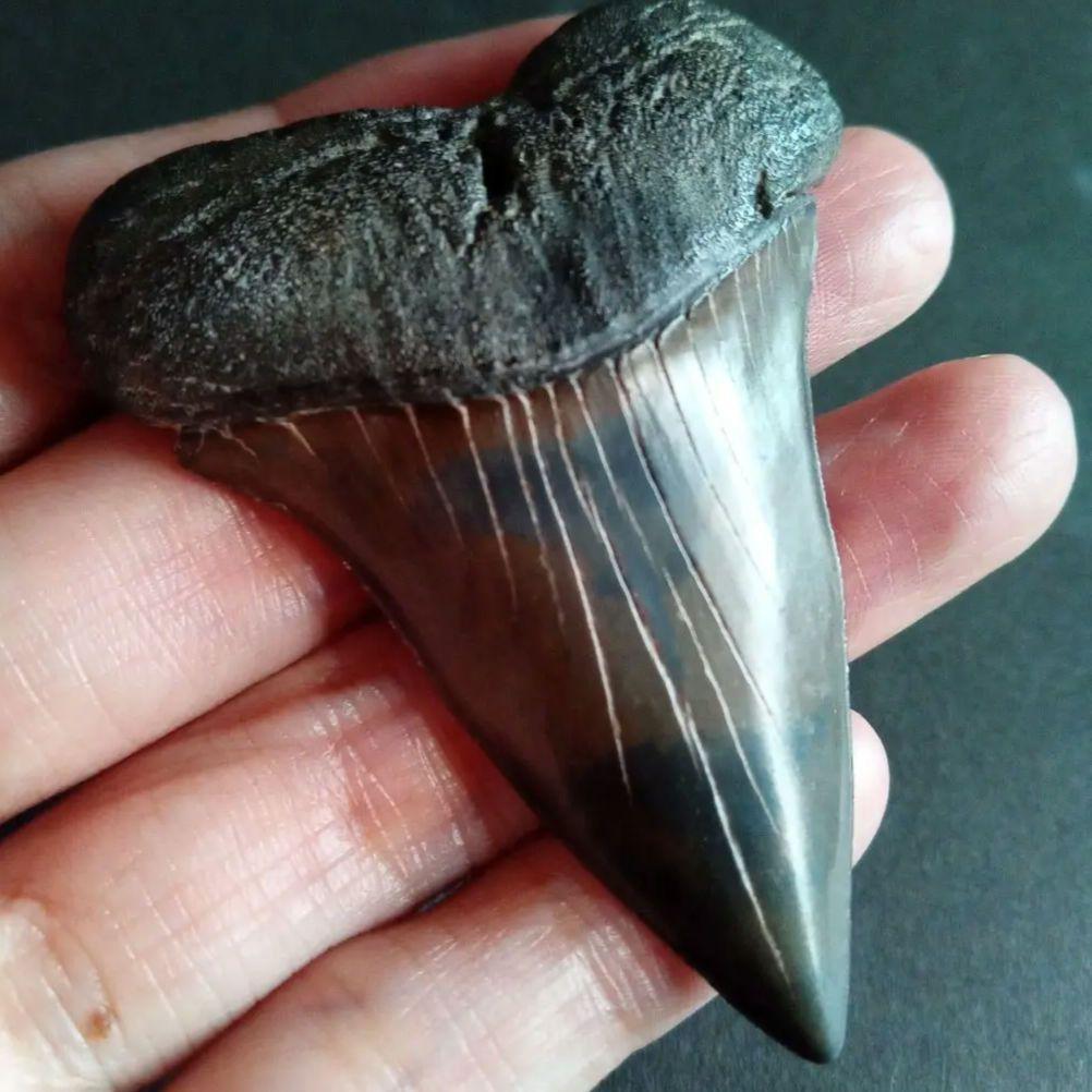 サメの歯　ホホジロザメ　絶滅種　特大　完全体　極美麗　６５mm