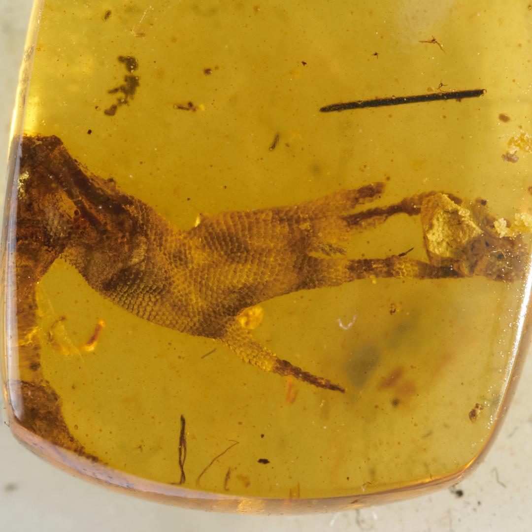 レア極上品 PA0014虫入り琥珀化石　ミャンマーカムティかタナイ9900万年前