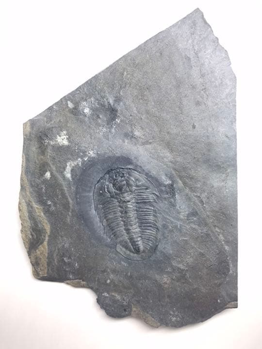 三葉虫　化石　Athabaskia bithus