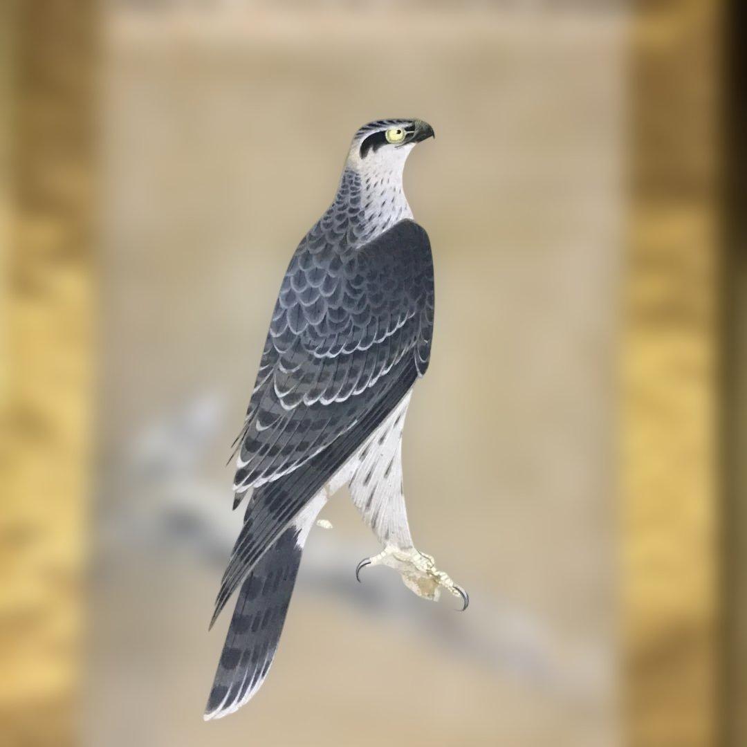 古画　松上の鷹図　書き込みが素晴らしい。　　　　G1