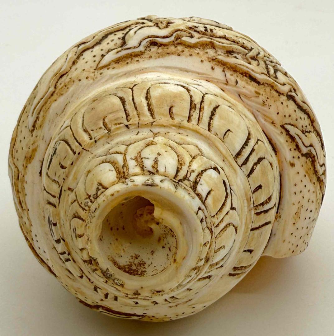 チベット密教法具　法螺貝（シャンカ）チティパティ-1