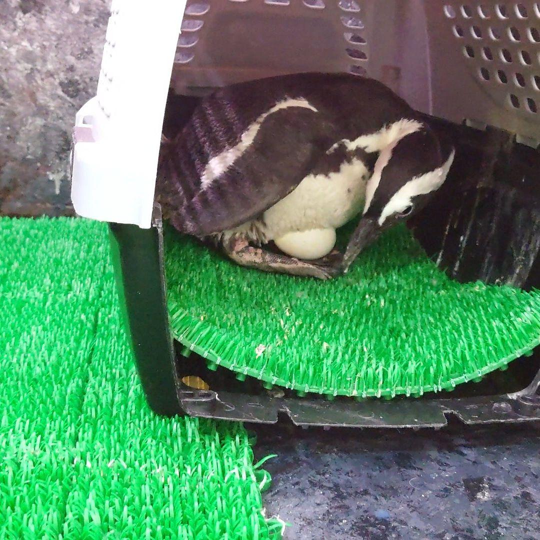 ペンギンの産卵した卵の殻