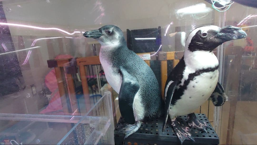 ペンギンの産卵した卵の殻