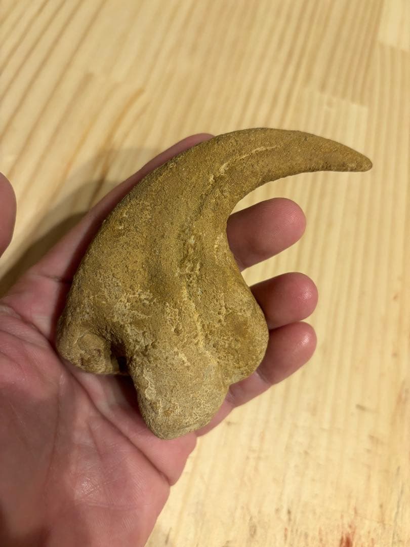 モロッコ　化石　爪　デルタドロメウス？