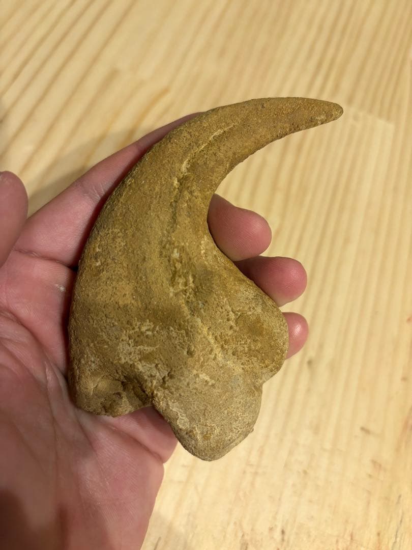 モロッコ　化石　爪　デルタドロメウス？