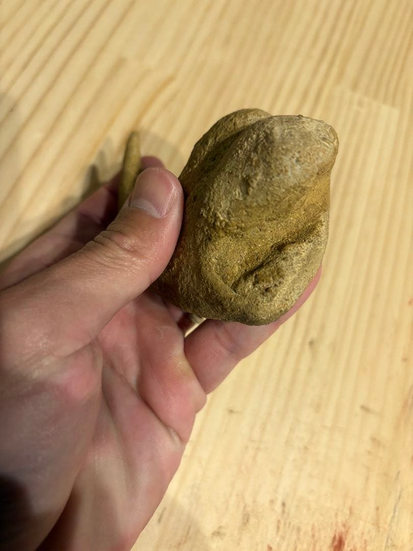 モロッコ　化石　爪　デルタドロメウス？