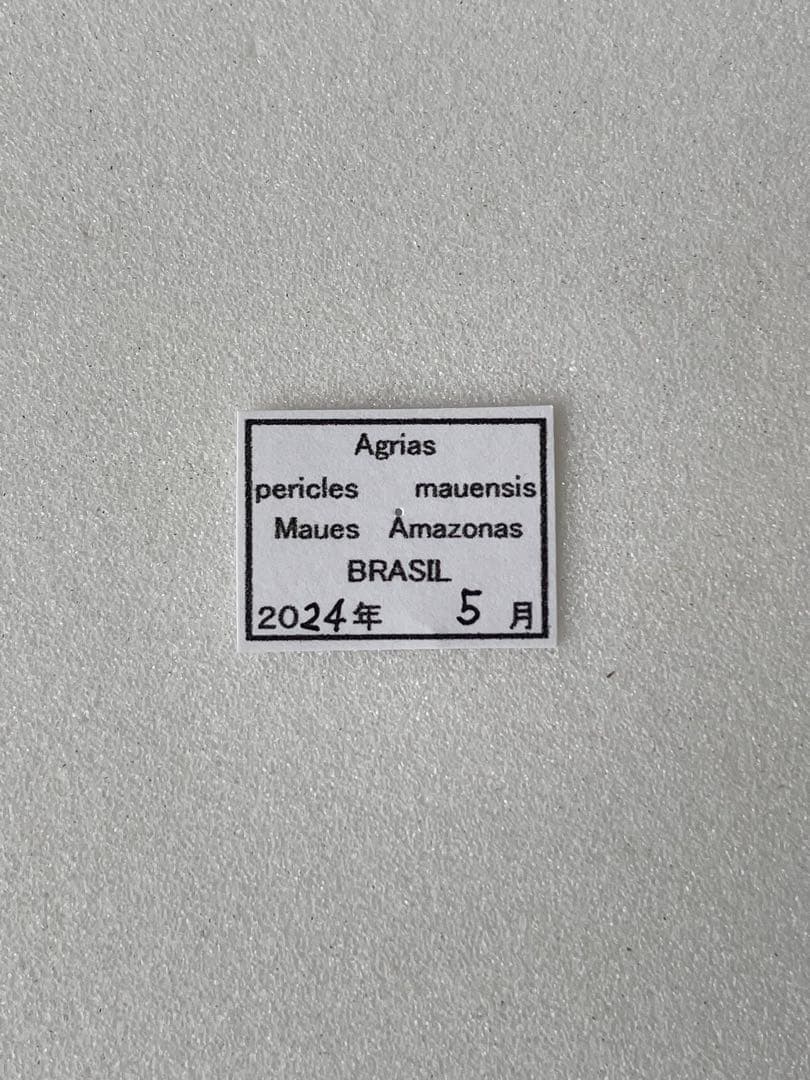 アグリアス・ペリクレス（1オス、ブラジル産）