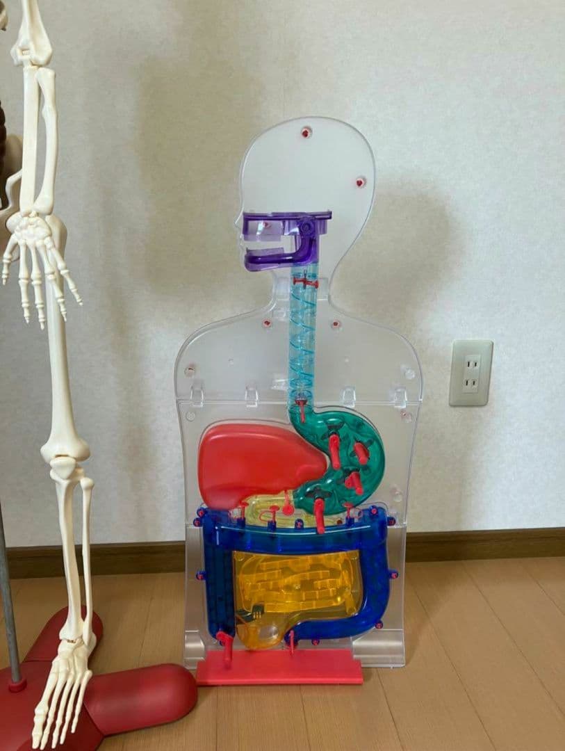 アーサーが教える体のふしぎ 1~ 80巻セット人体模型