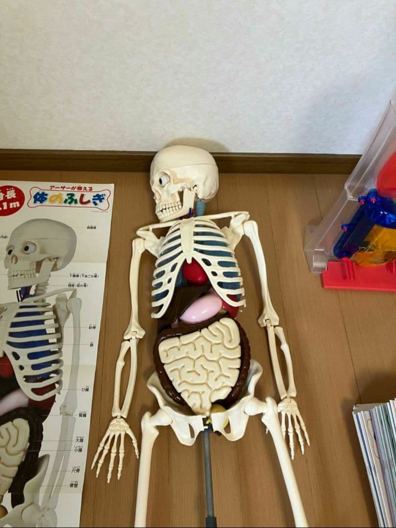 アーサーが教える体のふしぎ 1~ 80巻セット人体模型