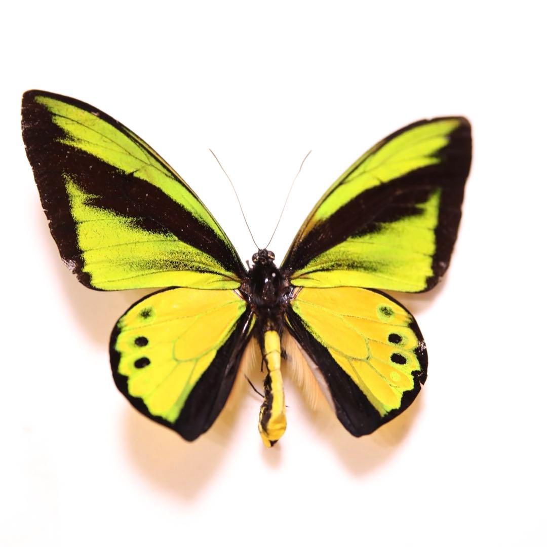 ゴライアストリバネアゲハ！標本3