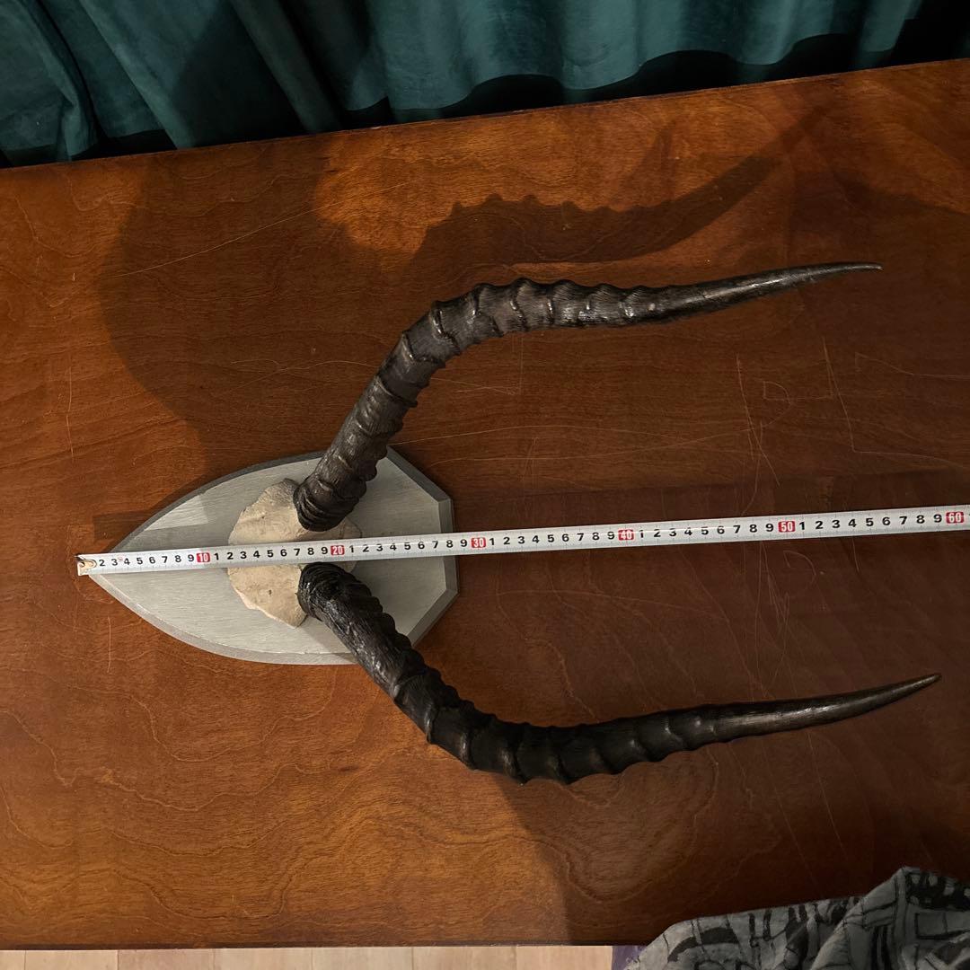 インパラ　頭骨　ハンティングトロフィー 標本　剥製　角