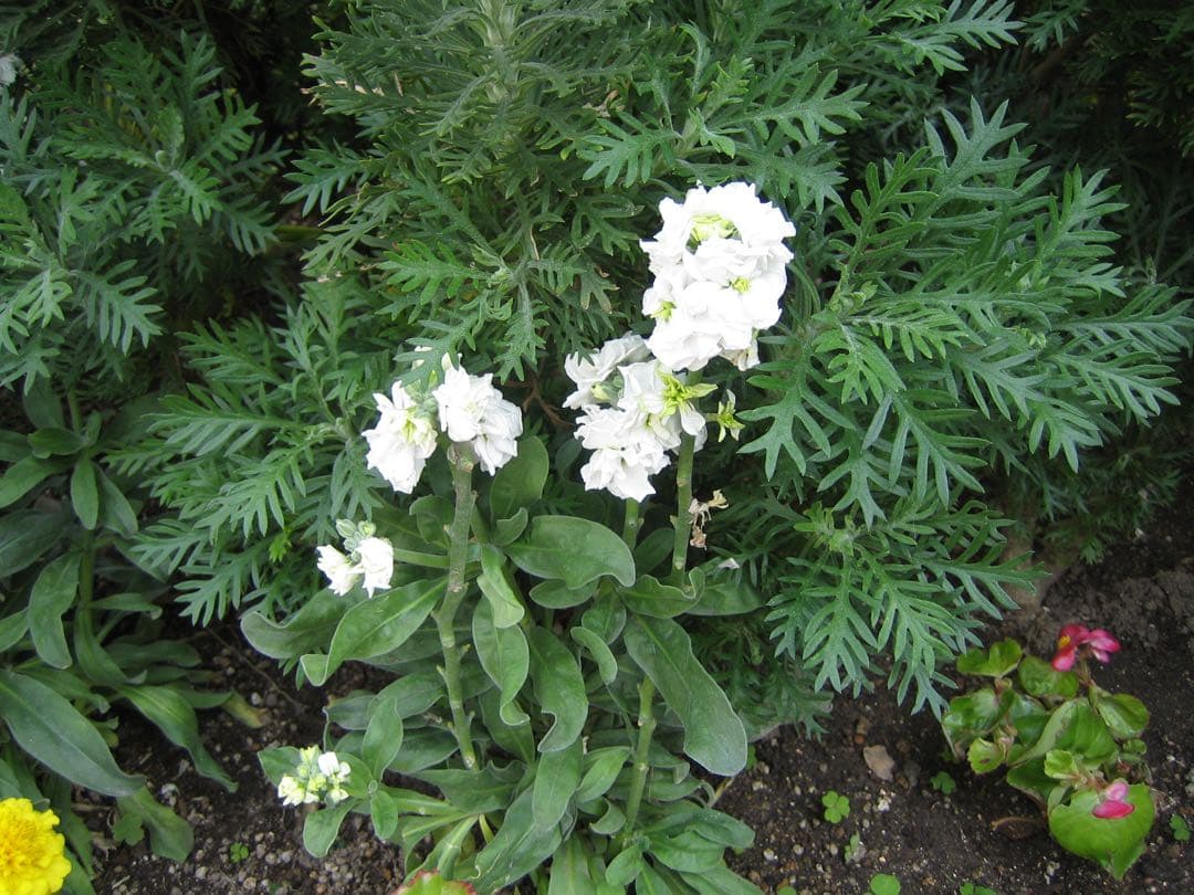 Canon IXY digital 50 コンデジ CCD 動作品