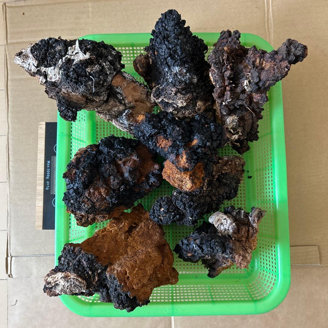 【北海道産】カバノアナタケ　2キロ（B）