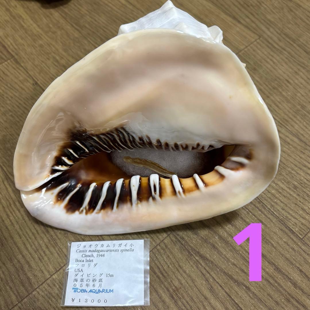 Meyo 7175　　貝殻10点