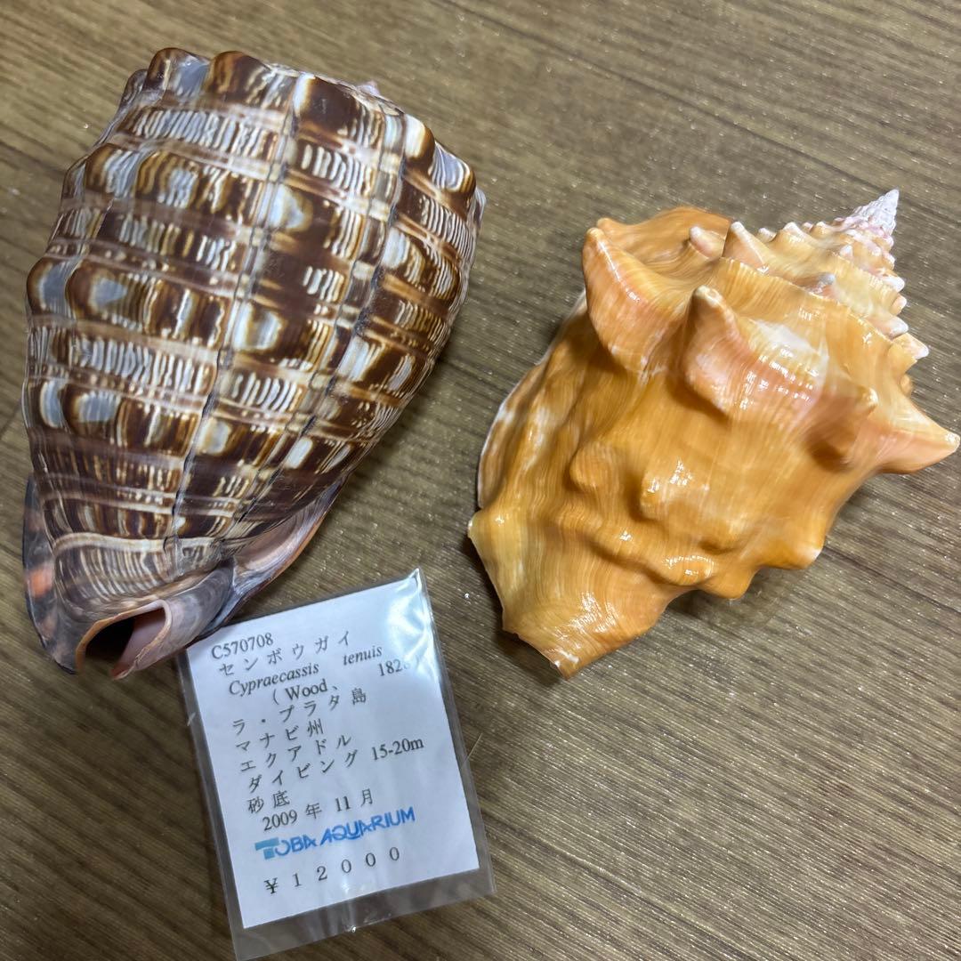 Meyo 7175　　貝殻10点