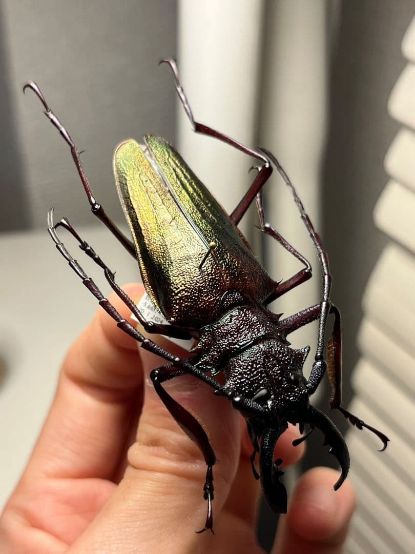 【70mm】ルリオニカミキリ ムラサキオニノコギリカミキリ 昆虫標本